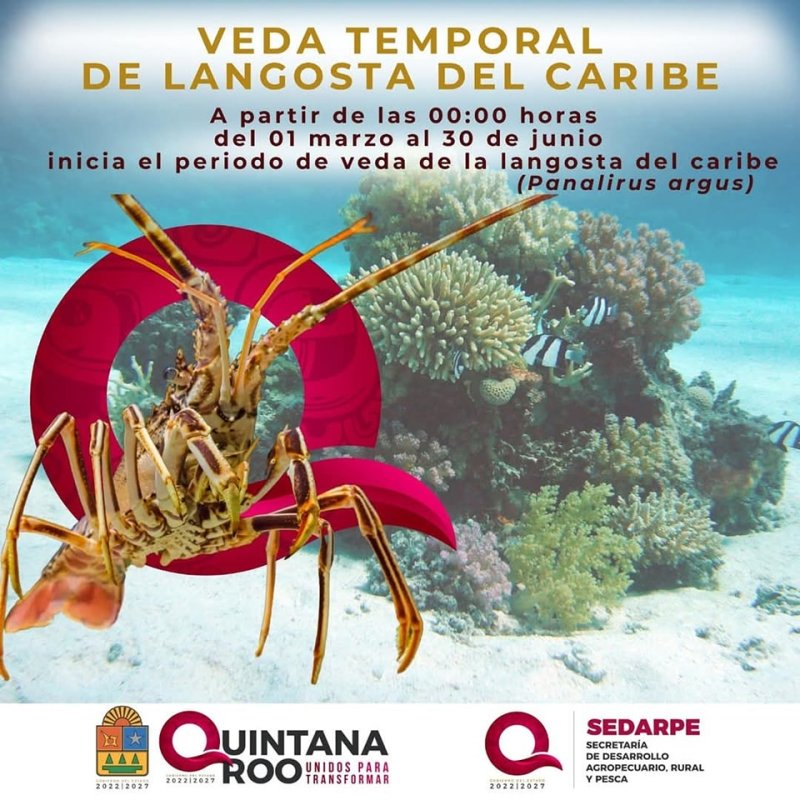 Amigas y amigos pescadores, este 1 de marzo inició la veda de langosta del Caribe.