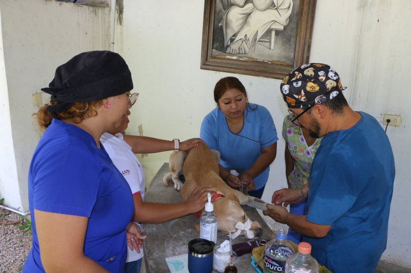 Arranca jornada de esterilización canina y felina