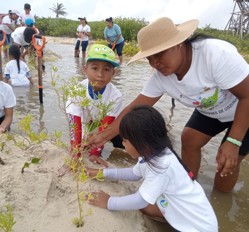 Avanzan acciones de restauración del ecosistema de manglar en Punta Sur