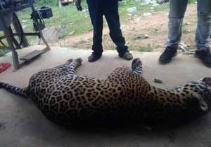 Campesino podría ir a la cárcel por envenenar a un jaguar