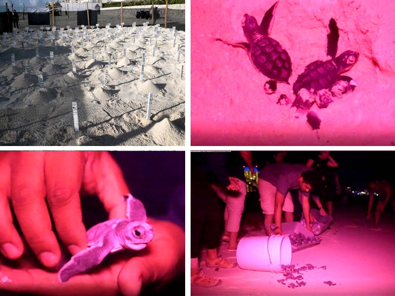 Con éxito, se han protegido a tortugas marinas en Cancún