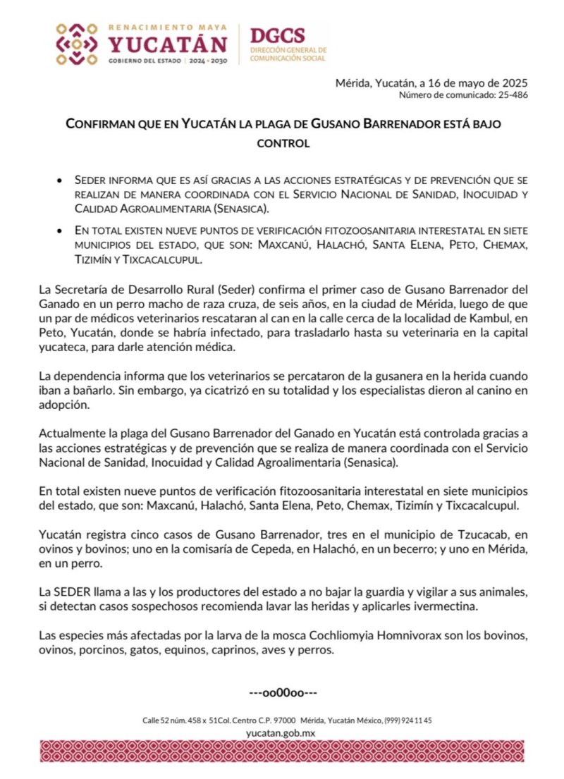 Confirman que en Yucatán la plaga de Gusano Barrenador está bajo control