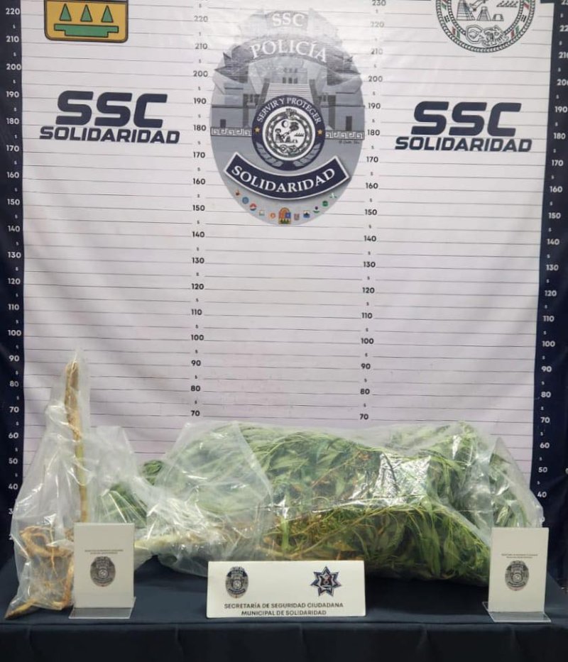 CONFISCAN LO QUE AL PARECER ERA UNA PLANTA DE CANNABIS EN LA COL. EL PETEN