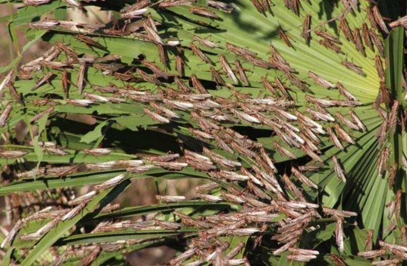 Controlan plaga de langosta en 135 hectáreas de 11 municipios de Yucatán