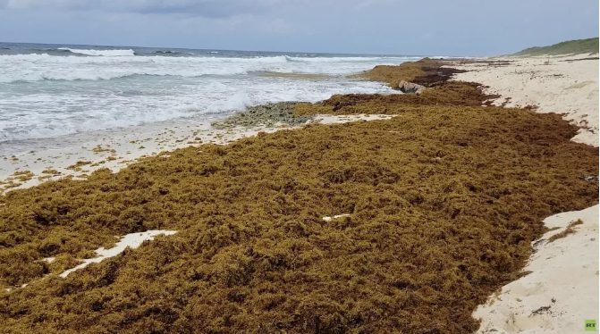 Cozumel se ve saturado por el sargazo