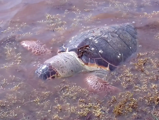 El sargazo está matando a las tortugas marinas
