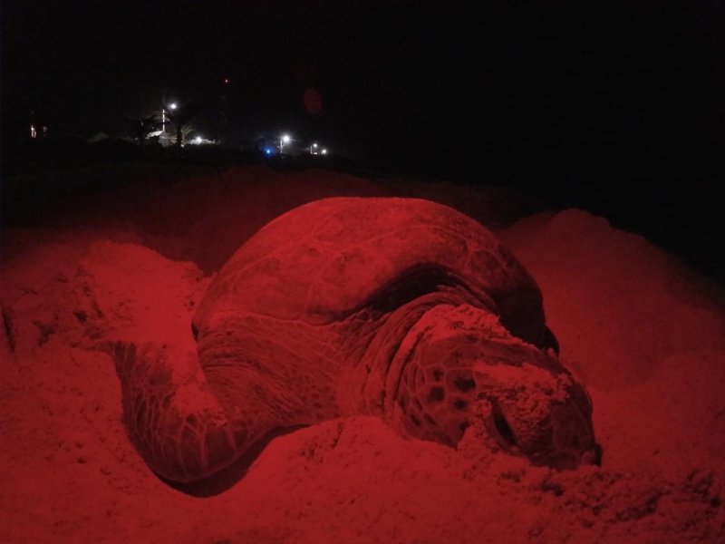 En lo que va de esta temporada ya hay registrados 124 nidos de tortugas en Isla Mujeres
