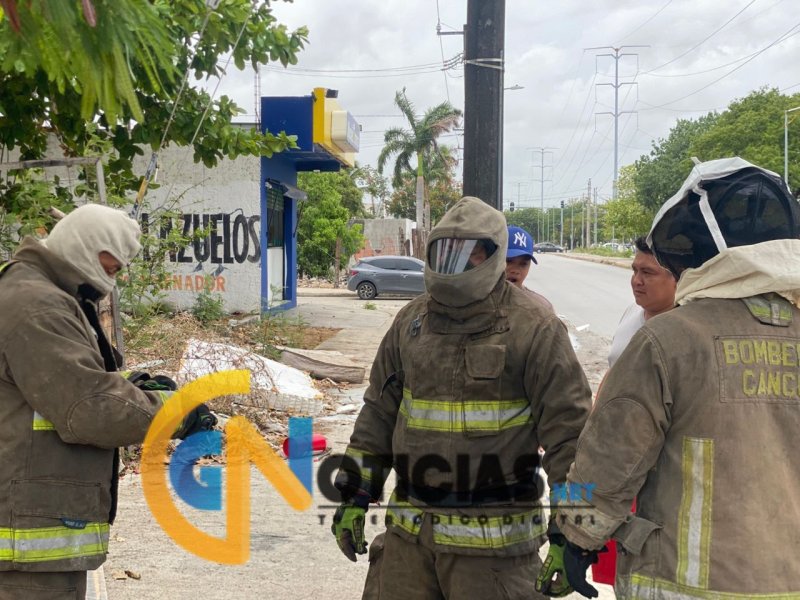 Enjambre de abejas desata caos en obra de la Región 228; una persona resultó lesionada