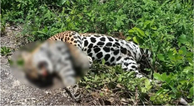 Es hallado sin vida un  jaguar en la carretera chetumal-cancún