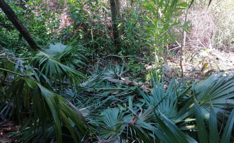 Fonatur poda vegetación en peligro de extinción en zona hotelera de Cancún
