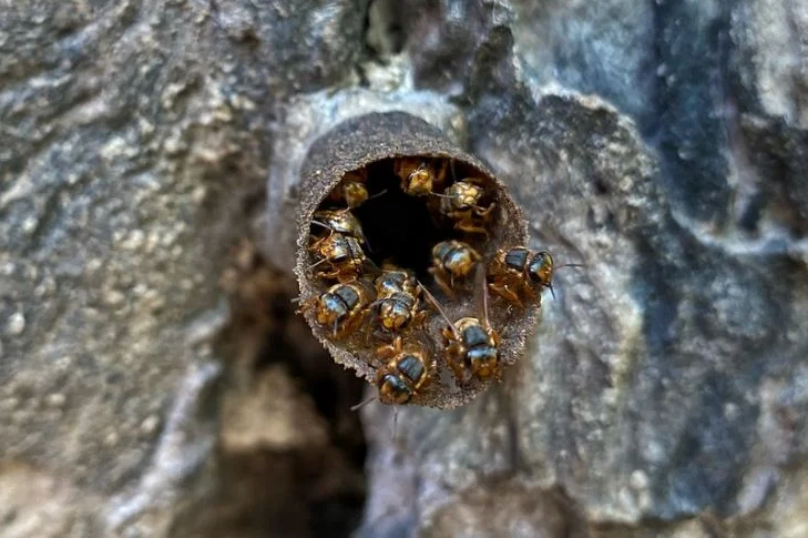 Implementan sistemas de producción para salvaguardar a las abejas en QRoo