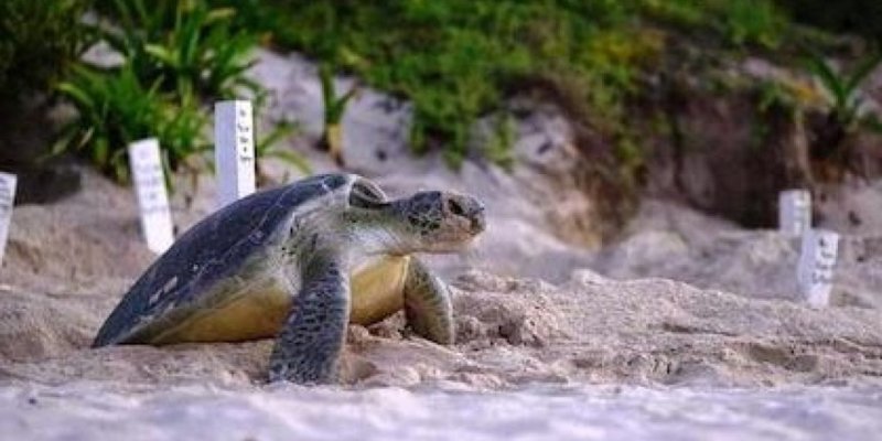 Inician campaña para salvar a la tortuga marina en Mahahual