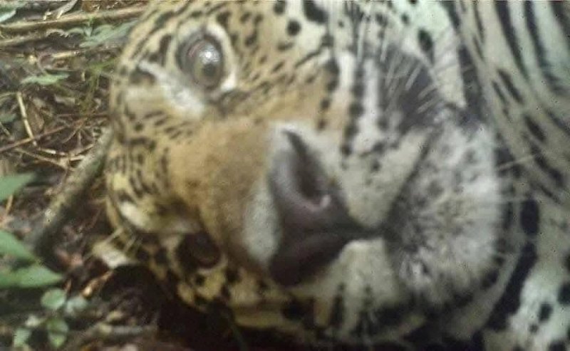 Jaguar “juega” con cámara trampa y deja impresionantes imágenes en la selva de Yucatán