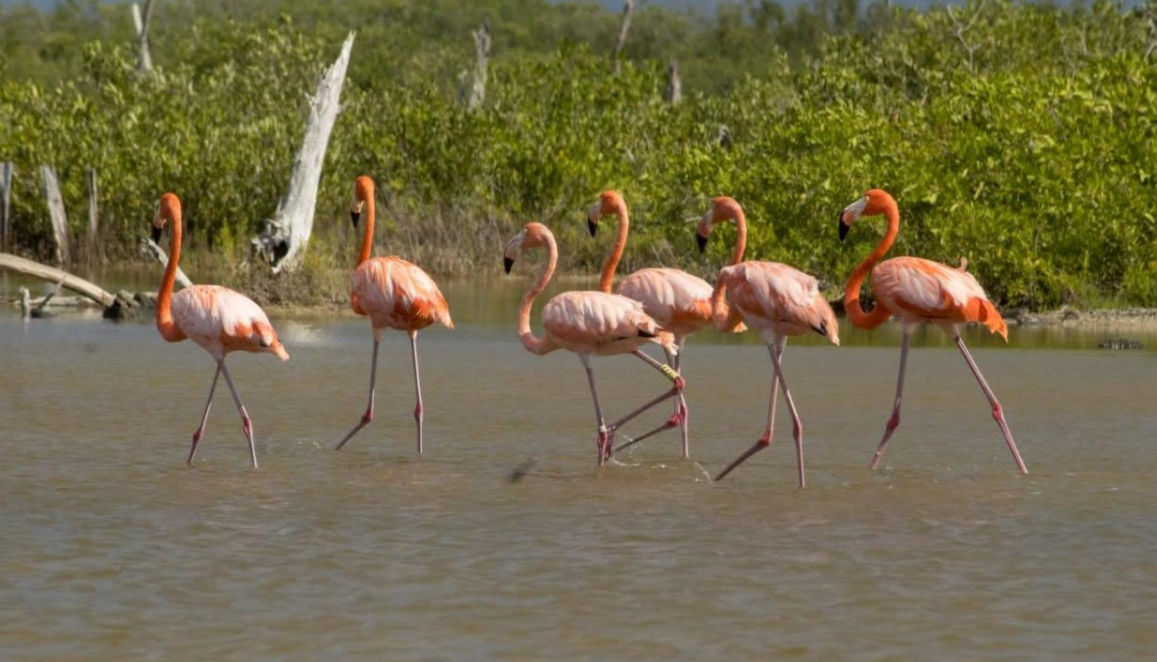 La FPMC registró la presencia de flamenco anillado en Punta Sur