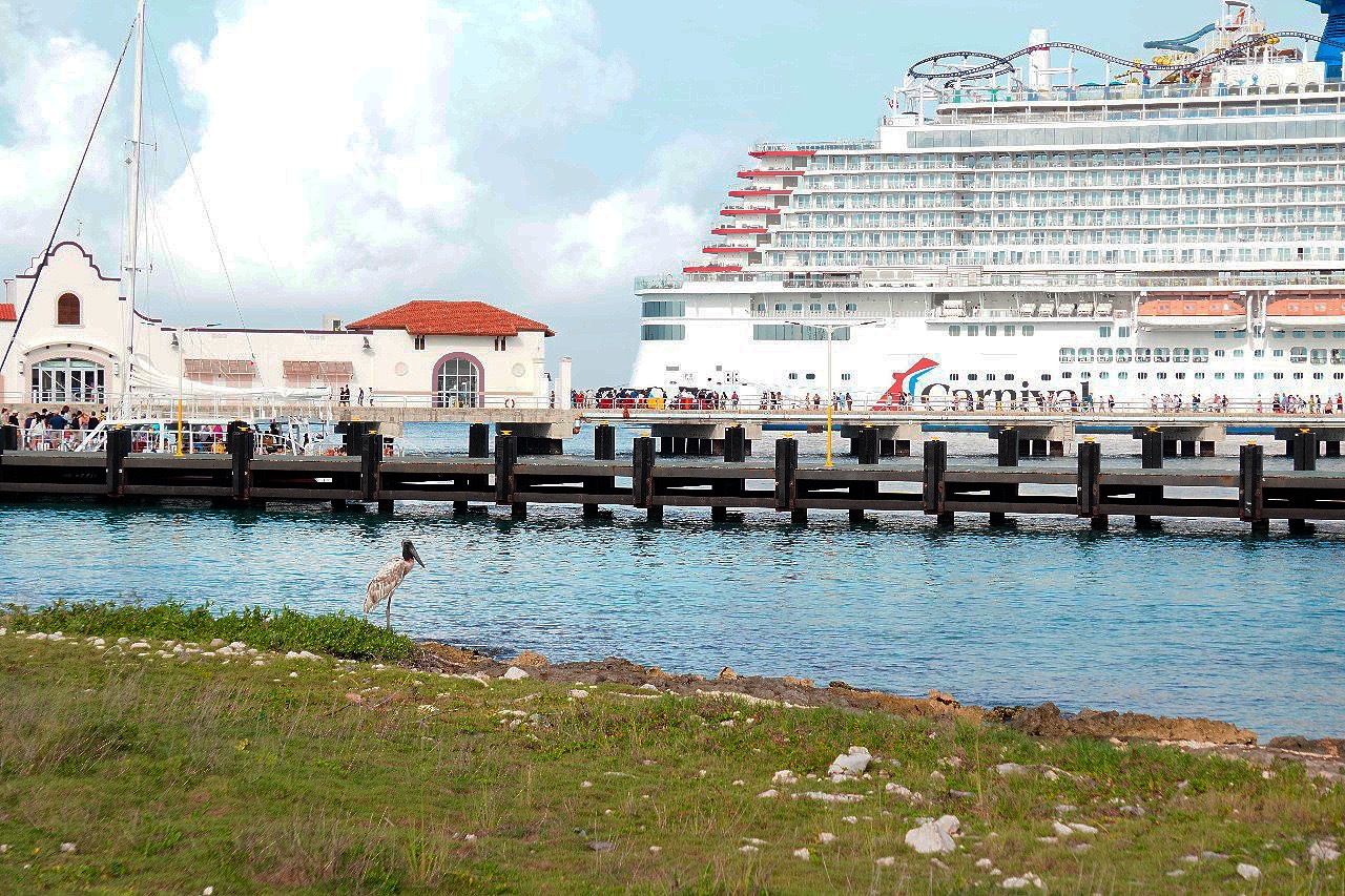 Registra la FPMC por primera vez en Cozumel a la Cigüeña Jabirú, especie en peligro de extinción