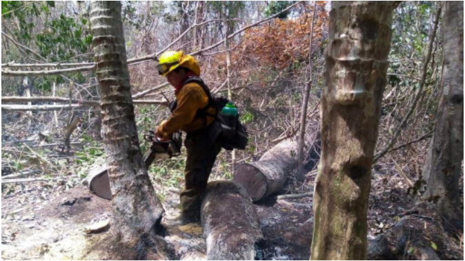 Hay una estrecha coordinación para atender incendios y proteger la riqueza forestal de Quintana Roo