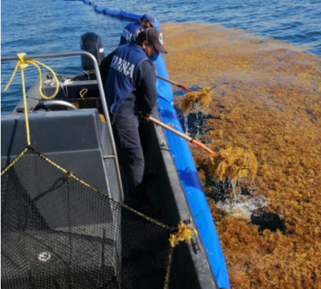 MUCHO DINERO TERMINA EN ‘FONDO MUERTO’: Barcos sargaceros de la marina tienen eficiencia del 20%, revela ingeniero