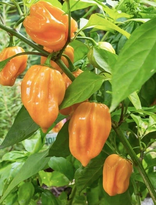 🎙️ ¿Sabías que el chile habanero no viene de La Habana? 🌶️🇨🇺