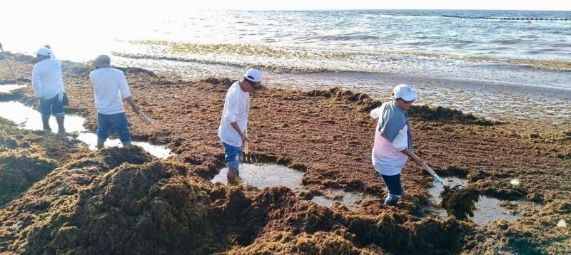Gobierno de Estefanía Mercado refuerza estrategia contra el sargazo con acciones coordinadas y trabajo permanente en Playa del Carmen