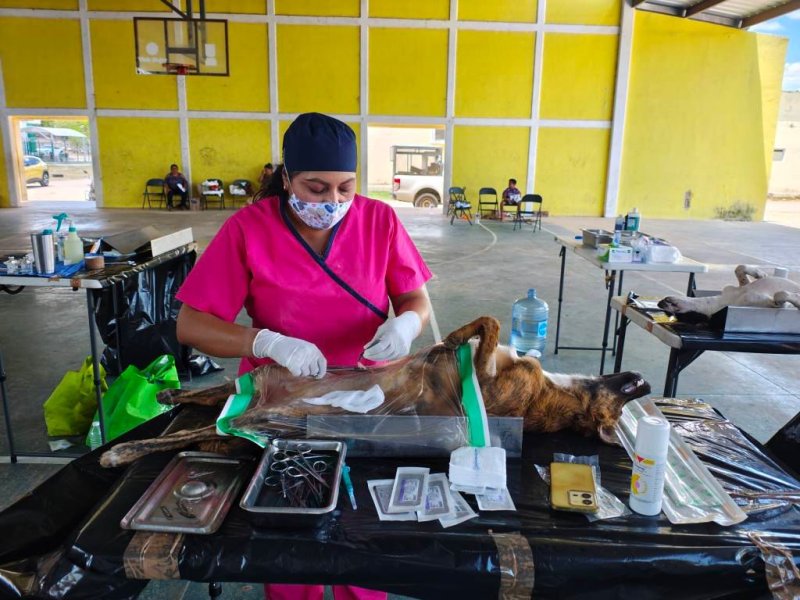 Más de 1,500 esterilizaciones gratuitas fortalecen la salud pública y  el bienestar animal en Yucatán