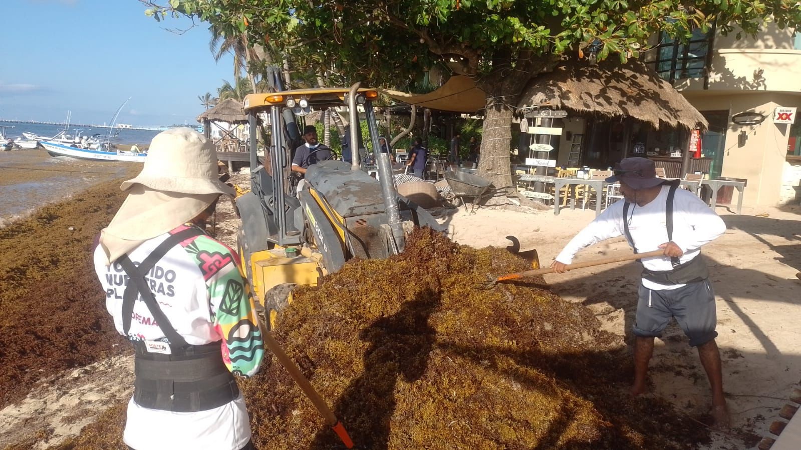 Intenso trabajo de los tres órdenes de gobierno ante arribo excesivo de sargazo a las costas de Playa del Carmen