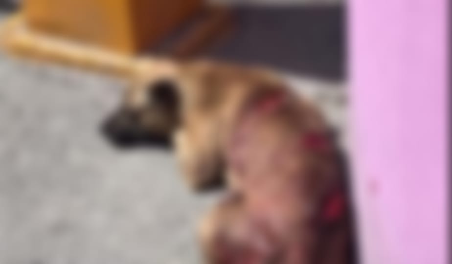 Investigan caso de maltrato animal en la Región 222 de Cancún; perrito fue atacado a machetazos