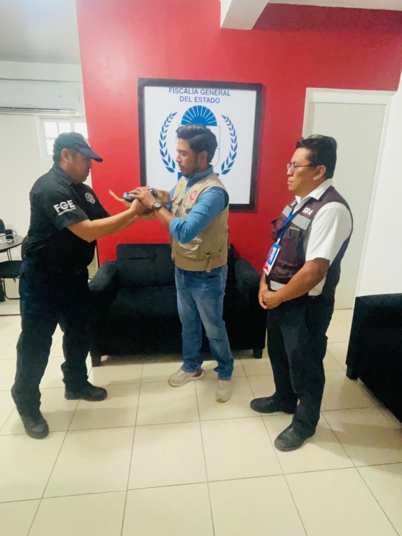 Investiga FGE de Quintana Roo caso de perrito sujetado a un drone en OPB; el canino quedó bajo resguardo de la SEMA