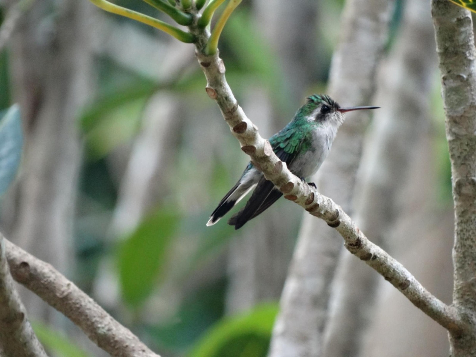 La Fundación de Parques y Museos inicia monitoreo de nidos de Colibrí Esmeralda e invita a la ciudadanía a participar en el registro