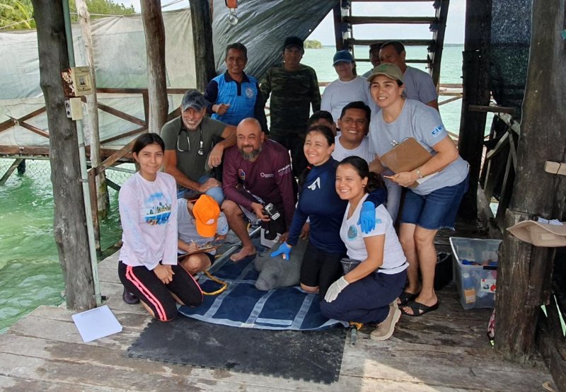 Les comparto que el manatí Pompeyo, que fue rescatado en #LagunaMilagros, ya pesa 68 kilogramos y mide 1.58 metros. Personal del Ibanqroo y la Red de Atención a Varamientos de Mamíferos Marinos para las Costas del Estado le hicieron una evaluación clínica y abrimos algunos espacios para que tod@s podamos ver este procedimiento y conocer la importancia de preservar estas especies. ￼