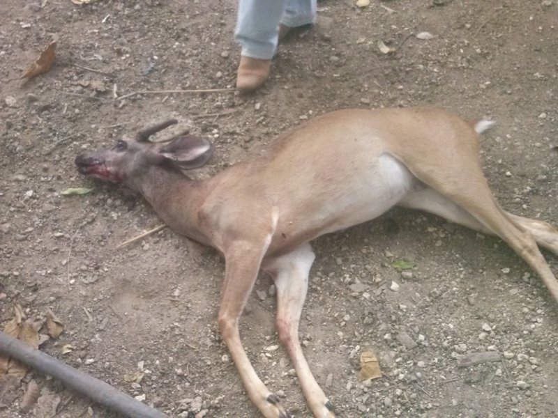 Piden a Profepa atender quejas de caza furtiva en Lázaro Cárdenas