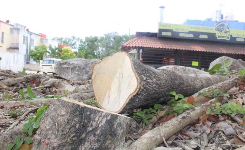 Playa del Carmen: Aprueban Reglamento de Equilibrio Ecológico y Protección al Ambiente