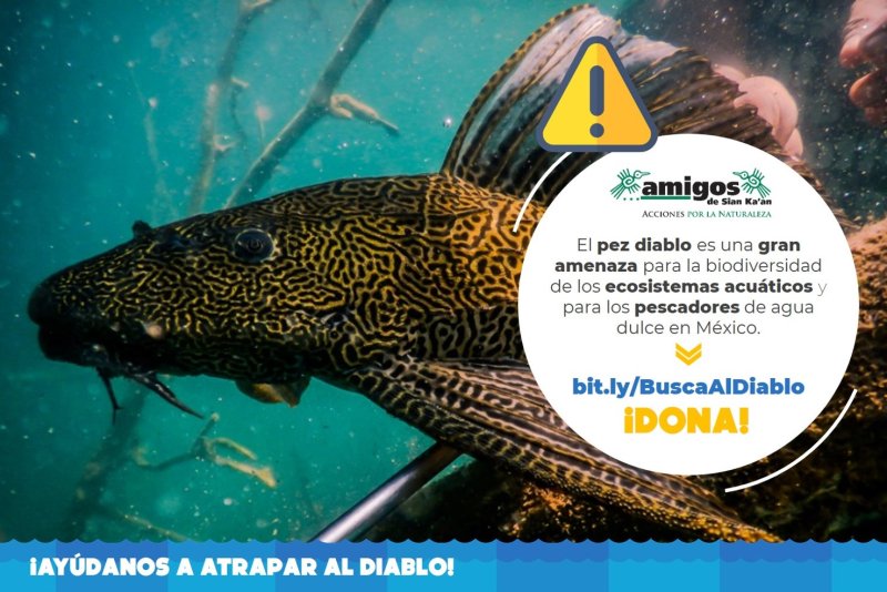 Recaudan fondos para combatir al pez diablo; amenaza la laguna de Bacalar