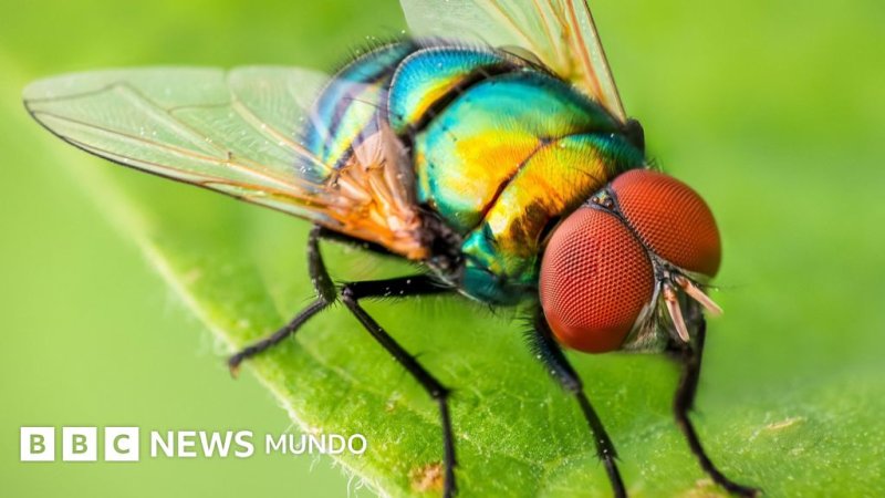 El cerebro de las moscas revela pistas sobre el comportamiento humano