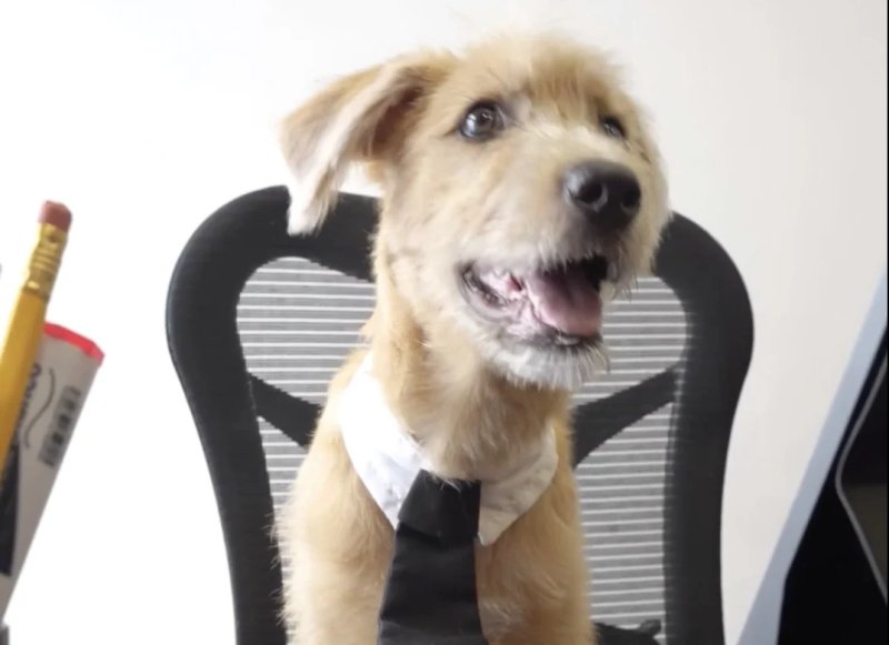 The Mexican government has just introduced a new resident of the National Palace. It’s a puppy, and