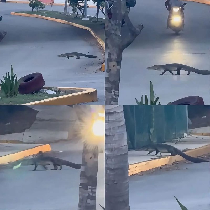 ¡DE SU HÁBITAT A LAS CALLES! CAPTAN A COCODRILO CRUZANDO ENTRE AUTOMÓVILES EN ISLA MUJERES Un turista se llevó una sorpr...
