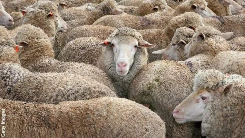 Matanza de ovejas en México genera especulación sobrenatural